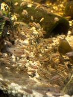 Hemichromis Bimaculatus (juweel cichlide), Dieren en Toebehoren, Vis, Zoetwatervis