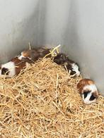 Cavia , cavia's in vele kleuren, Dieren en Toebehoren, Knaagdieren, Oktober, Cavia