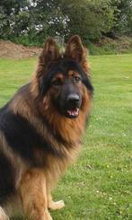 Duitse herder  reu lang harig of lang stok harig, 1 à 2 ans, Chien (mâle), Plusieurs, Éleveur | Loisir