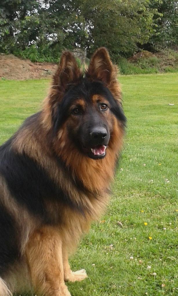 Duitse herder  reu lang harig of lang stok harig, Animaux & Accessoires, Chiens | Bergers & Bouviers, Chien (mâle), Berger, Éleveur | Loisir