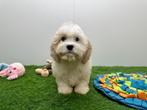 Maltipoo Pups, Dieren en Toebehoren, België, Overige rassen, 8 tot 15 weken, CDV (hondenziekte)