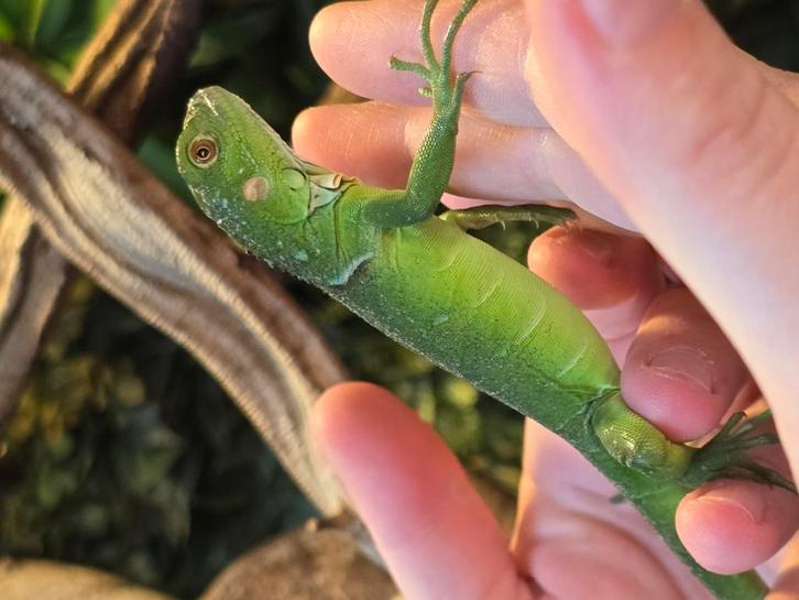 Nakweek leguanen 2025, Dieren en Toebehoren, Reptielen en Amfibieën, Amfibie
