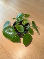 Plante d’intérieur pilea