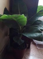 Bananier, Enlèvement