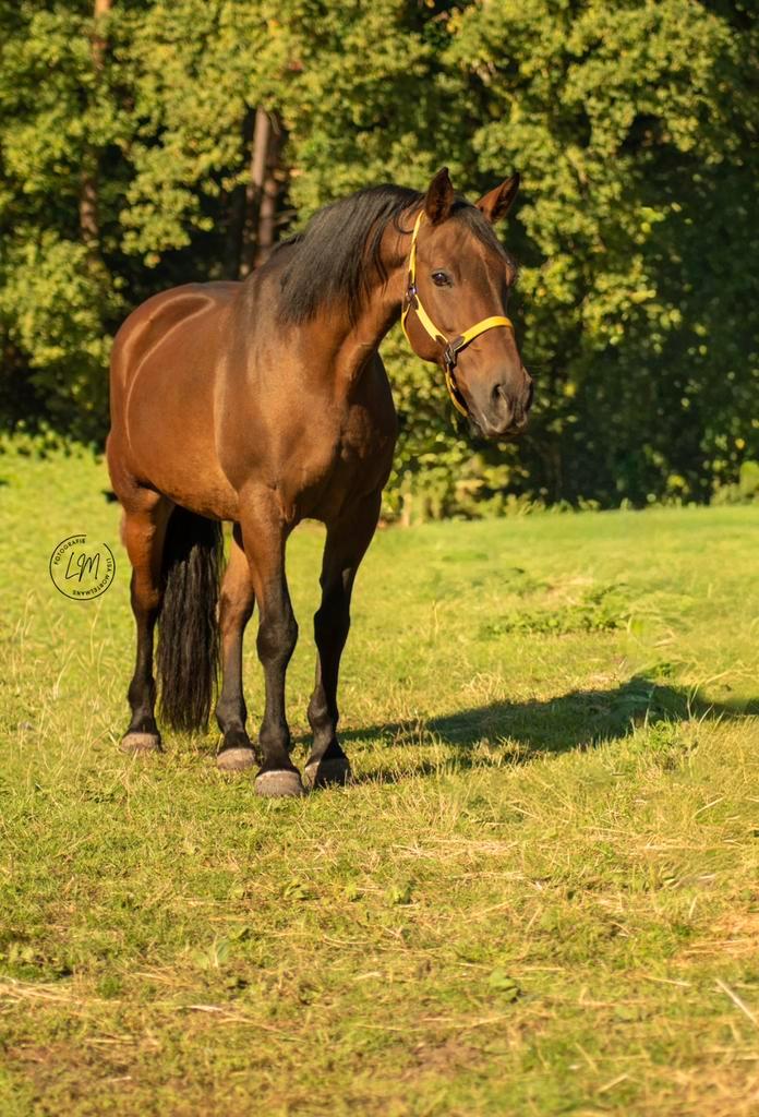 Weidemaatje/wandelpaard aangeboden, Dieren en Toebehoren, Paarden, Merrie, Zadelmak, Minder dan 160 cm, 11 jaar of ouder, Recreatiepaard