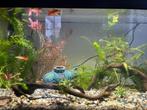 Guppys, Diversen, Ophalen, Nieuw