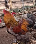 Coq Brahma PMD 2023, Animaux