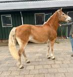 Brave haflinger, Dieren en Toebehoren, Pony's, B, 11 jaar of ouder, Recreatiepony, Gechipt