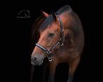 Dressuurpaard/fokmerrie, Dieren en Toebehoren