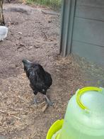 Ayam cemani haan, Dieren en Toebehoren, Pluimvee