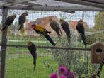 Voillaire vogels te koop, Dieren en Toebehoren