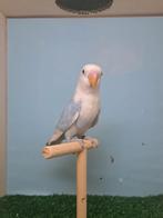 Ficheri: blauwe opaline ., Mannelijk, Dwergpapegaai of Agapornis, Geringd