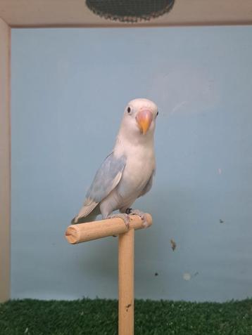 Ficheri: blauwe opaline . beschikbaar voor biedingen