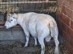 dekram te koop, Dieren en Toebehoren, Mannelijk, Schaap, 3 tot 5 jaar