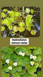 Lot de 11 plantes aquatiques pour étang, Ophalen, Zo goed als nieuw