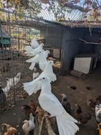 Paulstaart duiven, Dieren en Toebehoren