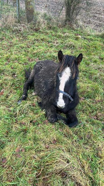 Lief Jaarling hengstje, Minder dan 160 cm, 0 tot 2 jaar, Hengst, Gechipt
