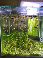 Jonge guppy's in verschillende kleuren, Dieren en Toebehoren, Vis, Zoetwatervis, Schoolvis