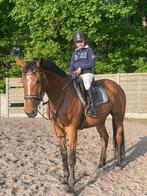 Braaf Springpaard, Dieren en Toebehoren, Paarden, Merrie, Springpaard, B, Gechipt