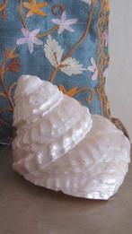schelp, Verzamelen, Mineralen en Fossielen, Ophalen of Verzenden, Schelp(en)