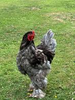 Brahma trio, Dieren en Toebehoren, Pluimvee, Meerdere dieren, Kip