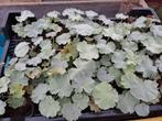 Alchemilla mollis, Ophalen, Vaste plant