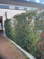 Struiken, Tuin en Terras, Ophalen, Laurier, Struik, 100 tot 250 cm