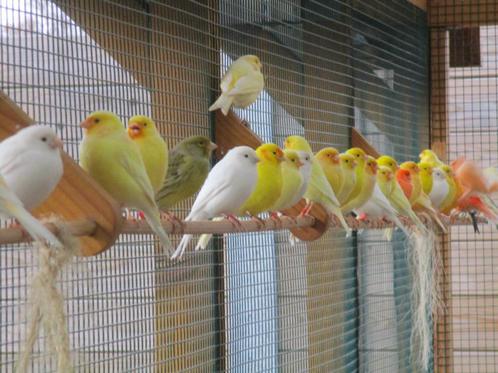 Mooie kanaries !!!, Dieren en Toebehoren, Vogels | Kanaries