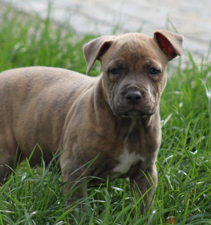 Amerikaanse Stafford pups, Dieren en Toebehoren, Honden | Jack Russells en Terriërs, Meerdere dieren, American Staffordshire Terriër