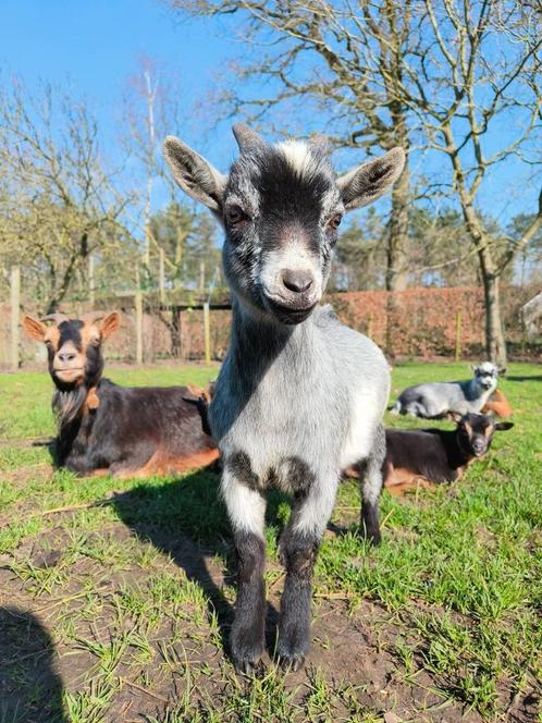 Dwerggeiten blauwschimmel, Animaux & Accessoires, Moutons, Chèvres & Cochons