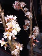 CERISIERS PRUNUS "COLT" (Masses de fleurs blanches) 10€/pc, 100 à 250 cm, Enlèvement ou Envoi, Autres espèces, Arbuste