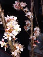 CERISIERS PRUNUS "COLT" (Masses de fleurs blanches) 10€/pc, Jardin & Terrasse, Plantes | Arbustes & Haies, 100 à 250 cm, Enlèvement ou Envoi