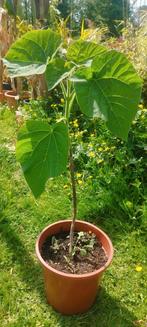 Anna Paulownaboom , Paulownia Tomentosa, Tuin en Terras, Planten | Fruitbomen, Ophalen