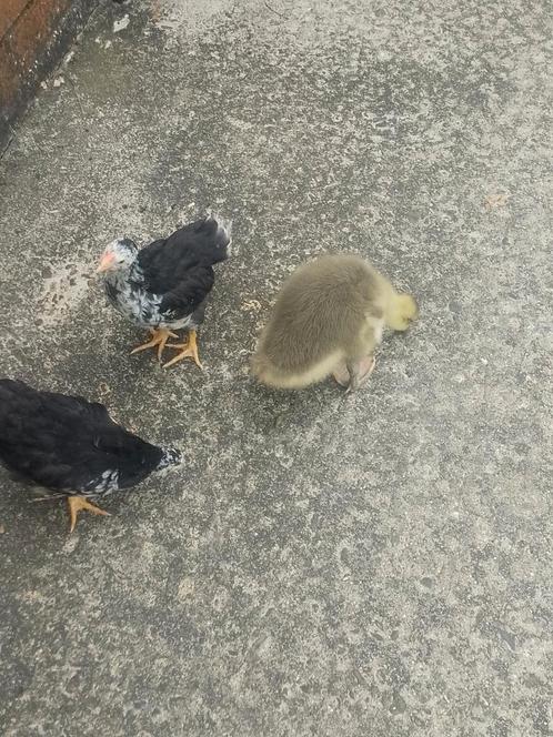 Kuikens van wyandotte groothoenders, Dieren en Toebehoren, Pluimvee, Kip, Geslacht onbekend