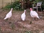 Midget White 2 vrouwtjes 1 haan 2jaar oud, Meerdere dieren, Kalkoen