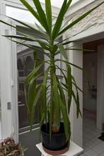 Yucca, Ophalen, 100 tot 150 cm, Halfschaduw, In pot