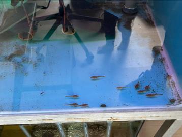 L089 wabenmucher jongen beschikbaar voor biedingen