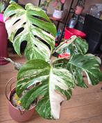 Monstera Borsigiana Albo Variegata, Huis en Inrichting, Ophalen