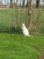 Witte wallaby man 2023, Dieren en Toebehoren, Mannelijk, Wallaby