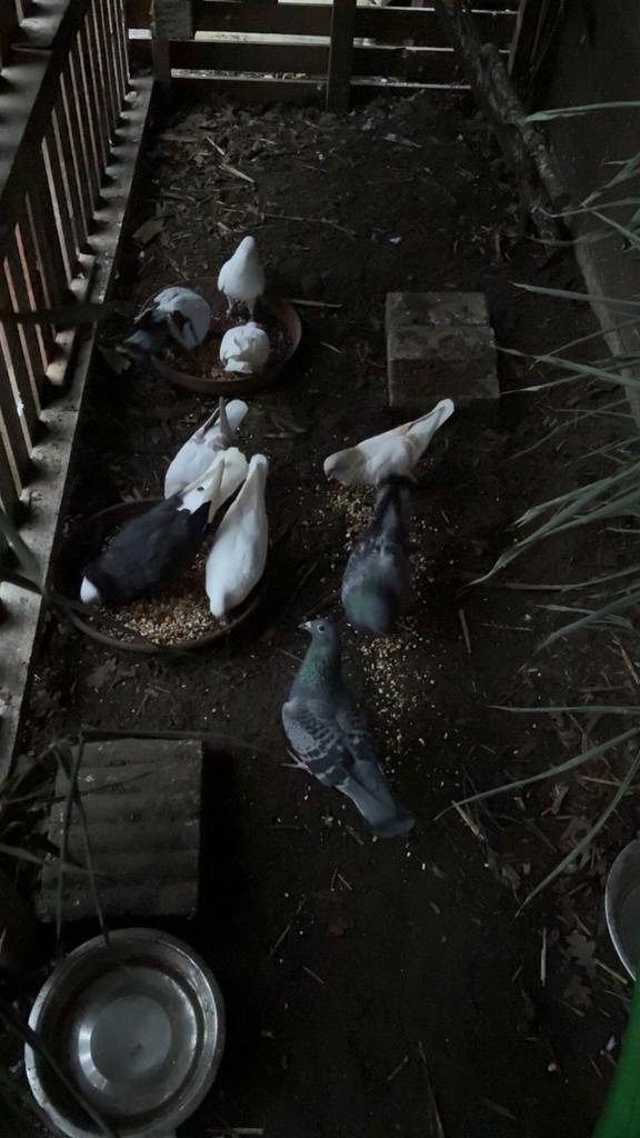 Gezocht, Dieren en Toebehoren, Pluimvee | Toebehoren, Ophalen of Verzenden