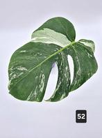 Monstera 'Deliciosa Variegata', Groene kamerplant, Ophalen of Verzenden, Overige soorten, Minder dan 100 cm