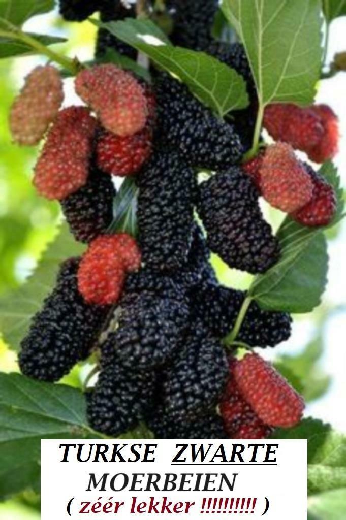 MÛRIERS NOIRS 60/80 CM = 10 €/PIÈCE (CULTIVÉS EN POT), Jardin & Terrasse, Plantes | Jardin, Plante fixe, Plantes fruitières, Plein soleil