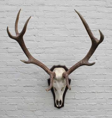 Ongelijk 10-ender EDELHERT GEWEI op houten schild (# B) beschikbaar voor biedingen