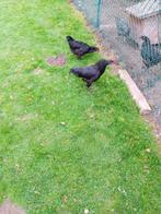 Haanen, Dieren en Toebehoren, Pluimvee, Mannelijk, Kip