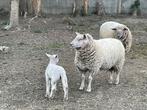 Brebis 2024 et agnelle 22/04/2025, Animaux & Accessoires