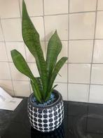 Sanseveria, Ophalen
