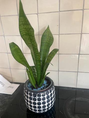 Sanseveria beschikbaar voor biedingen
