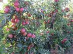 fruitplukkers, Vacatures, Vacatures | Landbouw, Natuur en Milieu