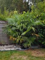 Palmboom, Tuin en Terras, Planten | Bomen, Ophalen, Palmboom