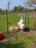 Boerenganzen, Dieren en Toebehoren, Pluimvee, Geslacht onbekend, Gans of Zwaan